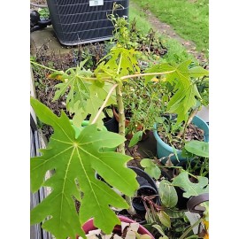 Tree Red Lady PAPAYA TREE  Ship Bare Roots  Or Little Soil