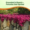 Outsidepride Wave Petunia Seeds - 15 Pcs Annual, Long-Blooming, Classic