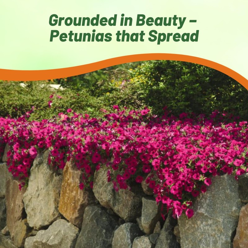 Outsidepride Wave Petunia Seeds - 15 Pcs Annual, Long-Blooming, Classic