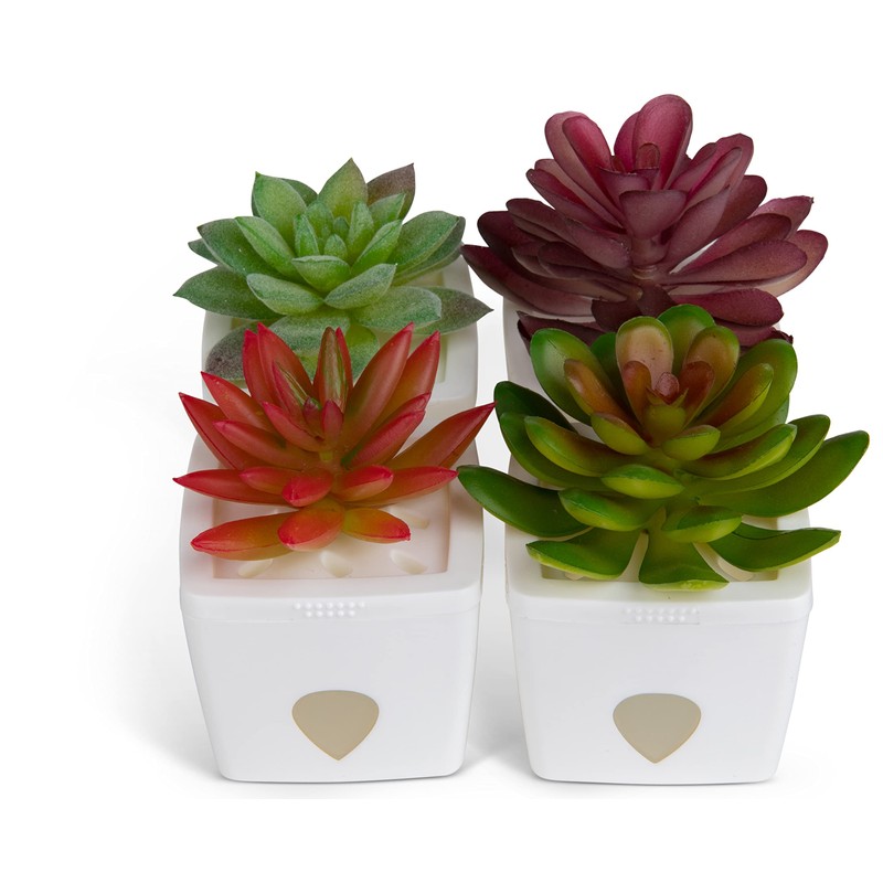 ZendoZones Succulent Fruit Fly Trap – Mellow Molly Design with