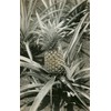 Pineapple Plant - Vintage Image