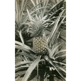 Pineapple Plant - Vintage Image