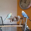 Vogelgaleria® Nibble Paradise for Birds - Activity Toy for Budgies,