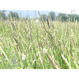 Climax Timothy Grass Seeds, 1 Pound by Seeds2Go