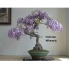 CZ Grain Bonsai Tree Kit - Grow 4 Types of