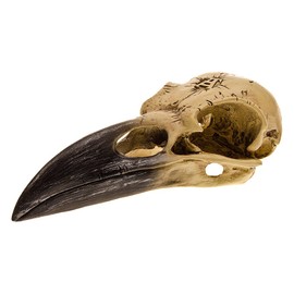 Corvus Alchemica Raven Skull by Alchemy
