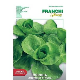 Italian Heirloom Seeds - Chicory - Grumolo Bionda