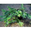 Japanese Plum Yew (Cephalotaxus harringtonia 'Prostrata')