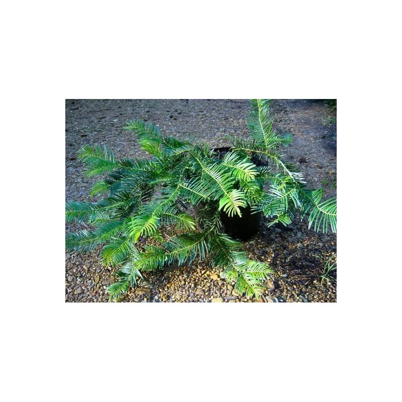 Japanese Plum Yew (Cephalotaxus harringtonia 'Prostrata')