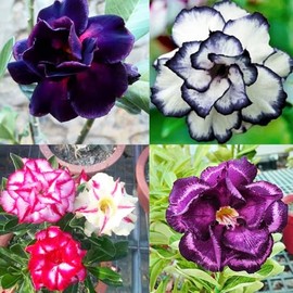 5+ Desert Rose Seeds for Planting Outdoors- Perennial Exotic Tropical Rose Flower Planting Non-GMO Heirloom