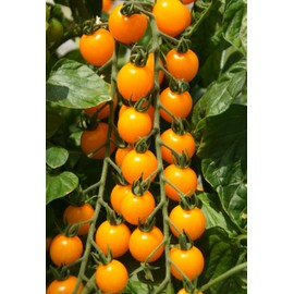 Tomato Cherry Sun Gold 50 Pcs Seeds for Planting
