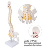 Vertebral Column Model Flexible Spine Caudal Vertebra Anatomical Model with