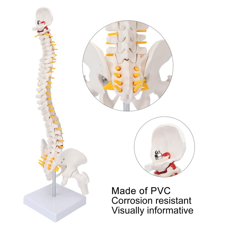 Vertebral Column Model Flexible Spine Caudal Vertebra Anatomical Model with
