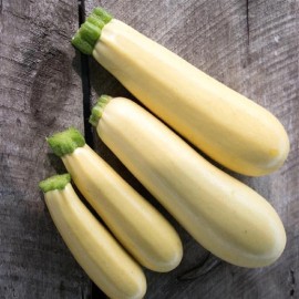 Squash Seeds Squash Chiffon 25 Vegetable Seeds