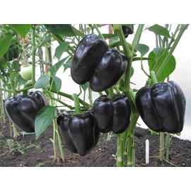 Sweet Bell Pepper Black Horse Seeds Heirloom Vegetable for Planting Giant Non GMO 30 Seeds