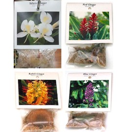 4 Hawaiian Ginger Plant Root Red Blue White Yellow D3