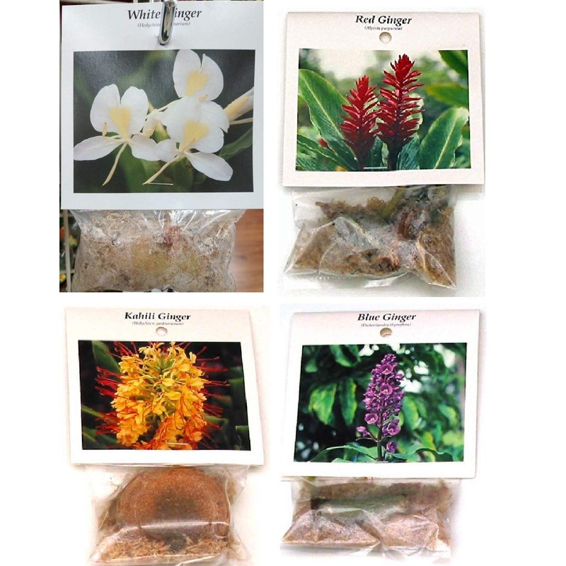 4 Hawaiian Ginger Plant Root Red Blue White Yellow D3