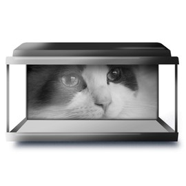 Fish Tank Background 90x45cm BW - Pretty Ragdoll Cat Eyes | Poster Backdrop Decoration Paper #39392
