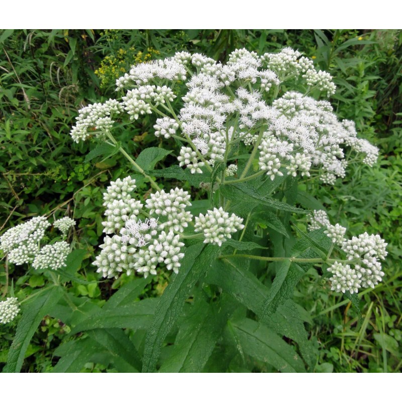 300 Common Boneset Seeds - Eupatorium perfoliatum - None-GMO Medicinal