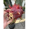 ORGANICO DRAGON FRUIT CUTTINGS 8-14 Inches check the description