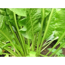 2 Fully Rooted Potted Horseradish Plants- Faster Growing than Bareroot -Hottest