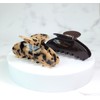 (2 types) Marble Hair Half Moon Pin Choco / (2종)