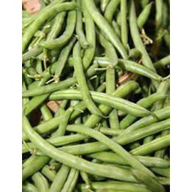 Southeast Seeds Burpee Stringless Green Bean Seeds, NON-GMO, Variety Sizes Sold, FREE SHIPPING - 30 Seeds or 1/2 OZ