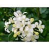 Home-Growth So fragrant Orange Jasmine, Murraya Paniculata - 10 Seeds