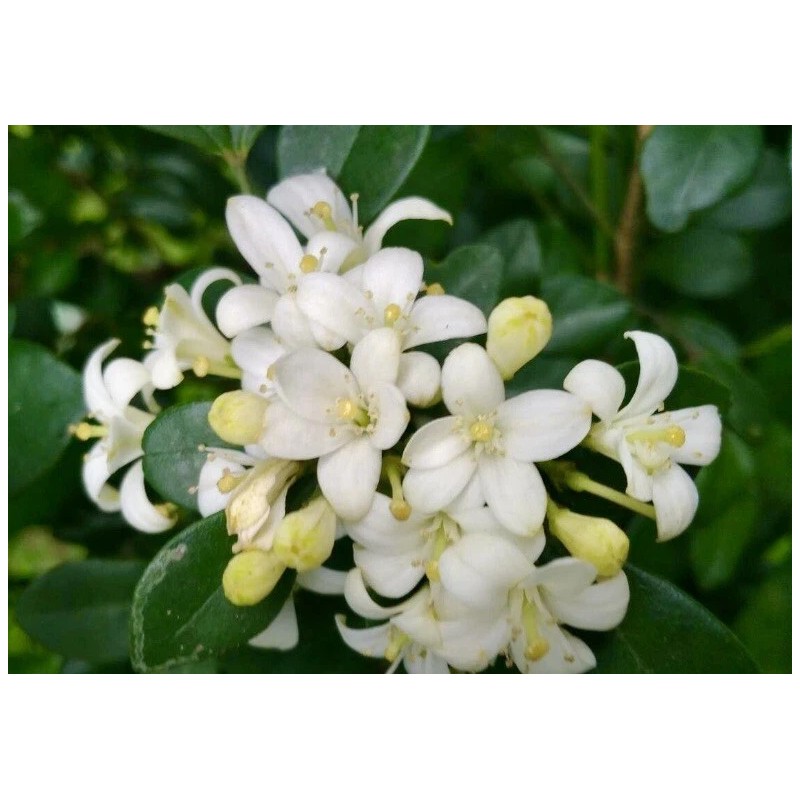 Home-Growth So fragrant Orange Jasmine, Murraya Paniculata - 10 Seeds