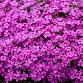 Green River Tropics 50 Ruby Riot Phlox Seeds Flower Perennial Seed Bee Flowers US SELLER