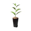Frjjthchy 100 PCS Thicken Plastic Nursery Bags for Plants Fruit