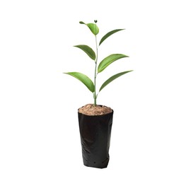 Frjjthchy 100 PCS Thicken Plastic Nursery Bags for Plants Fruit Flower Grow Bags Seedling Pots (7.87x13.78 in)