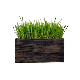 Cali Kiwi Pros Ornamental Indoor Planter with Pet/Cat Grass Growing kit, Handcrafted in The USA from Red Cedar (WickerBrown)
