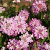 Candytuft Seeds - Rose Cardinal - Packet - Pink/Purple Flower