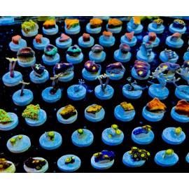 InfinityReefs AquaCultured Coral Frags, BUY PACKS & SAVE! no duplicates sent!