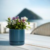 D'vine Dev Set of 2 Plants Pots, 4.7 Inch Ceramic