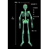 Hosendo Glowing Skull Doll 35.4 inches (90 cm), Set of