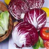 NIKA SEEDS - Vegetable Lettuce Radicchio and Endive Mix -