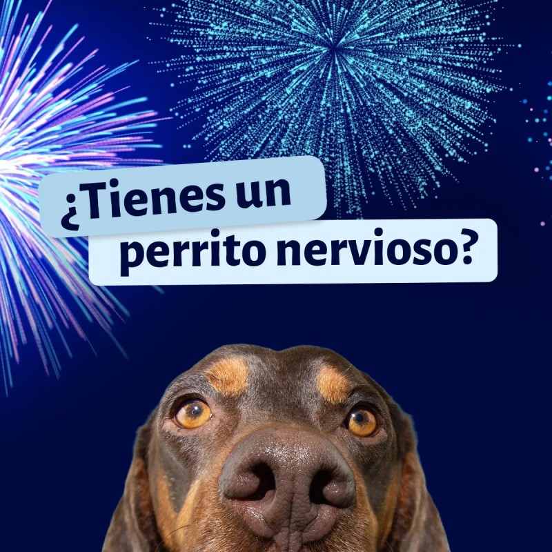 Suplemento Natural Anti-estrés Para Perro Calmi Pets 3-pack