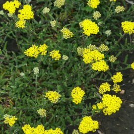 Outsidepride Yarrow Aurea - 1000 Seeds