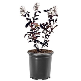 Crystalline White Black Diamond Crape Myrtle, 1 gal. Nursery Pot, 12-18 in Tree Height