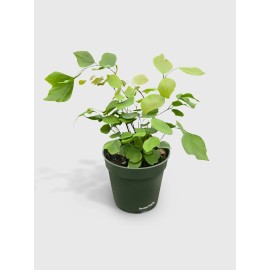 Bumble Plants Maidenhair Silver Dollar Fern 'Adiantum Peruvianum' - Live Plant Easy Care, Low