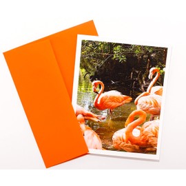 Bird Photography Smooth Note Cards 8 w/10 Colored Envelopes, Boxed Set (4.25"x 5.50") Blank Inside - Made in USA