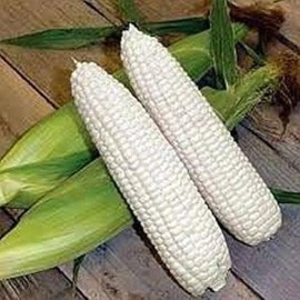 Southeast Seeds Boone County White Dent Sweet Corn Seeds, White Sweet Corn, Heirloom, FREE SHIP - 40 Seeds or 1/2 OZ