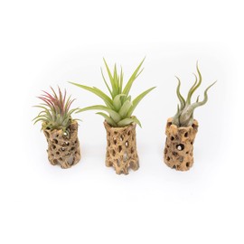 Air Plant Shop 3 Pack 3 Inch Cholla Cactus Holders with Assorted Air Plants- Wholesale and Bulk - Succulents - Live Tillandsia - Easy Care Indoor and Outdoor House Plants