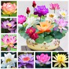 35 Pcs Bonsai Lotus Seeds for Planting Bowl Lotus Seeds,