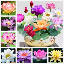 35 Pcs Bonsai Lotus Seeds for Planting Bowl Lotus Seeds, Water Lily Flower Plant Seed for Planting Home, Garden, Indoor, Outdoor