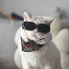 1 Piece Puppy Windscreen, Outdoor Sunscreen Glasses, Pet Supplies, Elastic