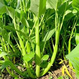 VISTATU 2000+ Kong Xin CAI Vegetable Seeds Water Spinach Kangkong Delicious Vegetable Seeds for Green Leaf Planting Garden Non-GMO Choy Ong Seed