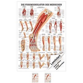Sport-Tec The Foot Muscles Mini Poster Anatomy 34 x 24 cm Medical Teaching Aid